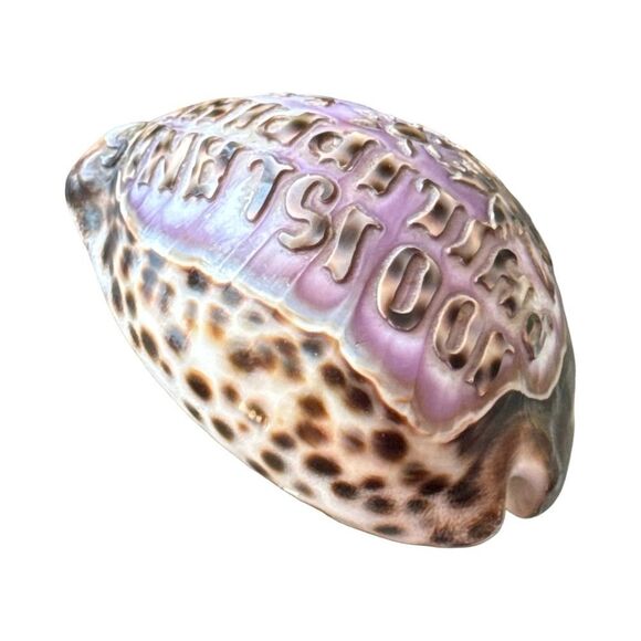 Engraved Seashell Souvenir - Picture 2 of 5